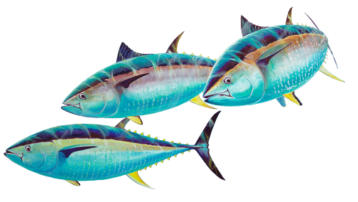 Group Fish Png / Group Of Fish Png & Free Group Of Fish.png Transparent ... - Explore and download more than million+ free png transparent images.